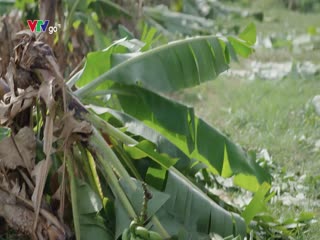 Có Anh Nơi Ấy Bình Yên Tập Tập 19