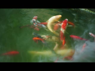 Rơi Vào Lưới Tình Tập Tập 18