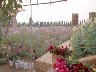 Ma Cà Rồng Khi Yêu Tập Tập 17