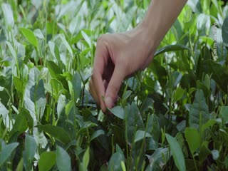 Ngắm Bắn Hồ Điệp Tập Tập 07